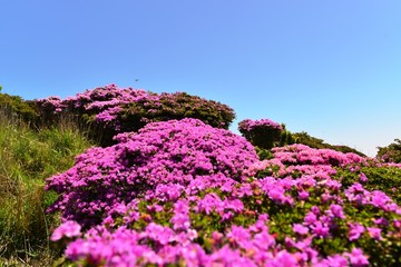 鶴見岳のミヤマキリシマ