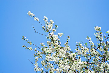 Closeup of white cherry blossoms