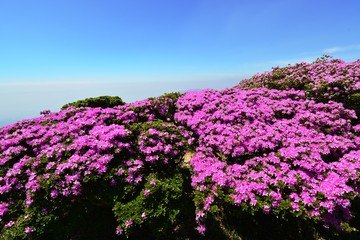 鶴見岳のミヤマキリシマ