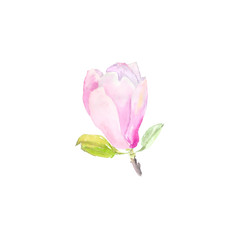 Botanical watercolor illustration sketch of tender pink magnolia flower on white background