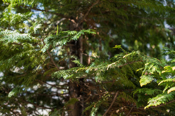 Underside view of fir brunch over blue sky background