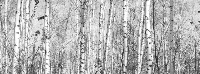 Obraz premium The trunks of birch trees. Black and white panorama with birches in retro style.