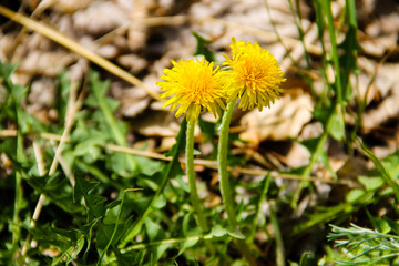 Yellow dandelions on meadow
