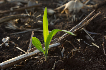 young corn in ground
