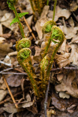 Sprouts of fern in forest