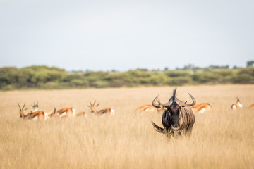 Blue wildebeest starring at the camera.