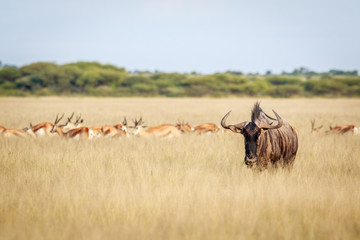 Blue wildebeest starring at the camera.