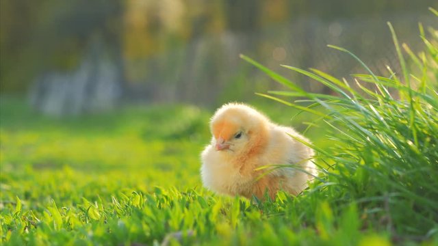 little yellow chicken sitting in green grass, moving heads and pecking grass. 4k. Close up