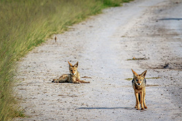 Two Black-backed jackals on the road.