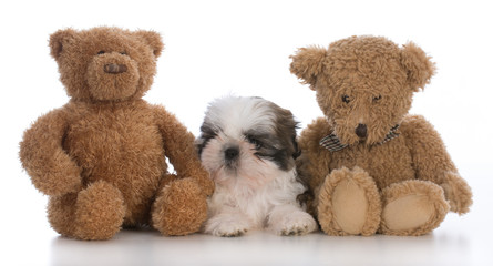 Fototapeta premium shih tzu puppy