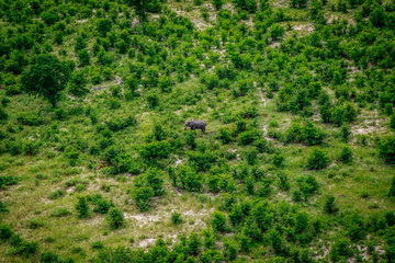 Aerial view of an Elephant in the Okavango.