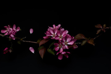 Naklejka na ściany i meble Pink flowers on a black background shallow depth of field low key, selective focus