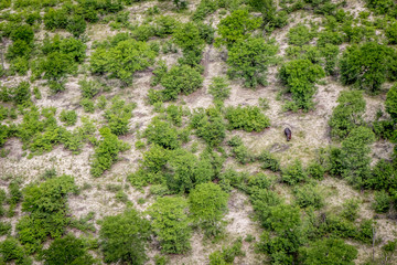Aerial view of a Hippo in the Okavango delta.