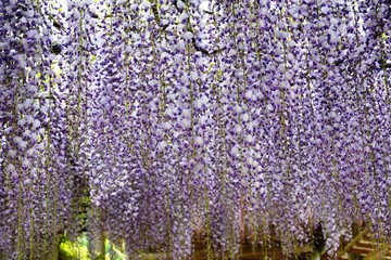 小倉の池のフジ