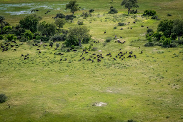 Aerial view of a herd of Buffalos.
