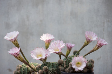 echinopsis cactus blooming