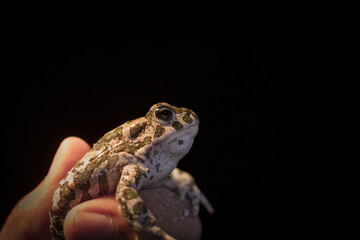 European green toad - Bufo viridis in mans hand, black background