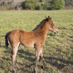 Fototapeta premium Foal