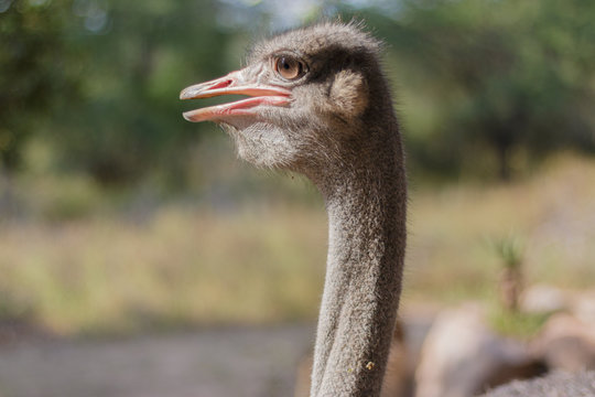Ostrich long Neck Side Profile light in eye Marloth Landscape Format