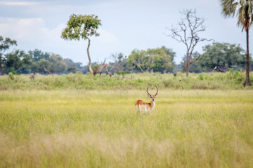 Male Lechwe starring at the camera.