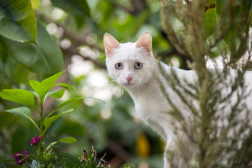 Confused cat's armchair