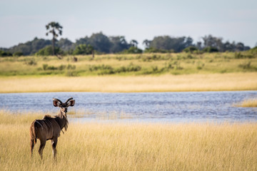Male Kudu in front of water.