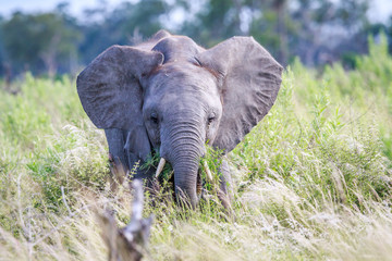 Elephant eating in front of the camera.