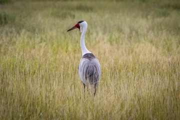 Naklejka premium Wattled crane in high grass.