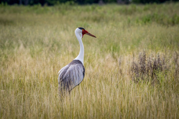 Wattled crane in high grass.