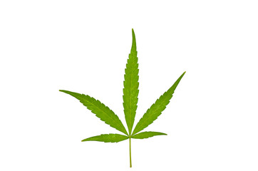 Cannabis leaf isolated on white background