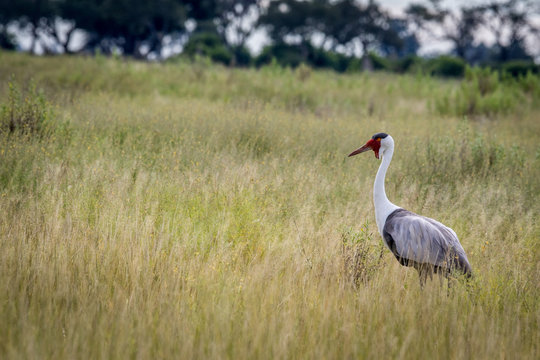 Wattled crane in high grass.