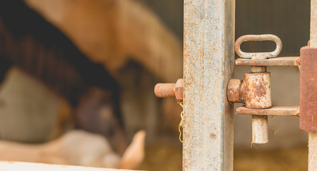 Close-up of the lock of a paddock