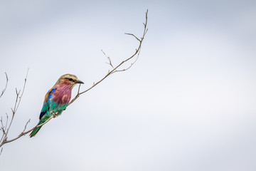 Lilac-breasted roller on a branch.