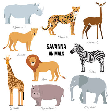 African animals of savanna elephant, rhino, giraffe, cheetah, zebra lion hippo isolated Vector illustration