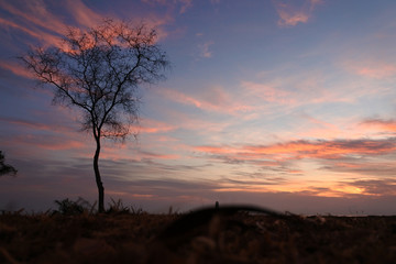 beautiful sunrise sky with silhouette tree