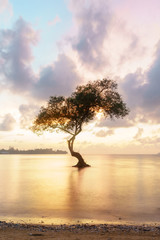 Fototapeta na wymiar The mangrove tree stands alone in the sea