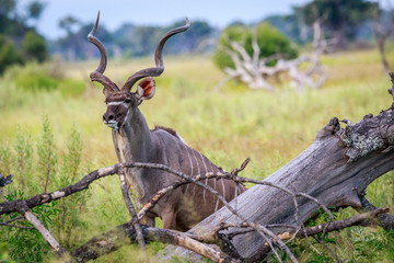 Male Kudu starring at the camera.