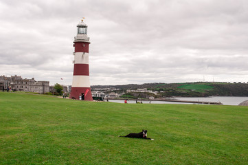 Great view of the lighthouse of Plymouth with a lovely dog on the grass. Cornwall, UK