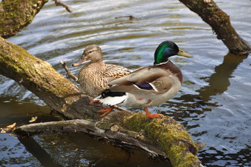 Stockenten