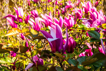 magnolia - fiore primaverile - 145113899