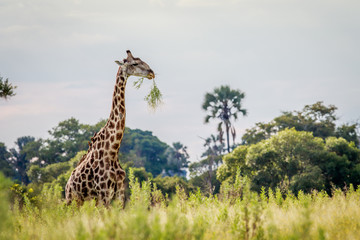 Giraffe in the grass in the Okavango delta.