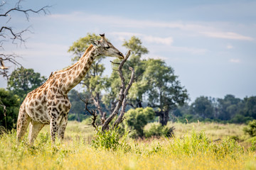 Giraffe in the grass in the Okavango delta.