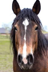 Obraz premium Brown horse on a pasture
