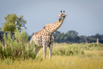 Giraffe in the grass in the Okavango delta.