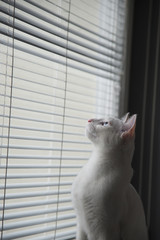 Fototapeta premium White cat witty look photo