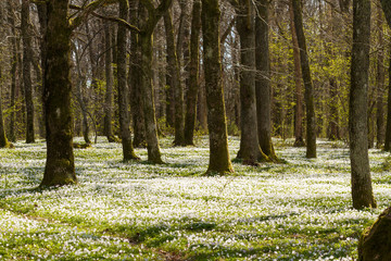 Forest with wood anemones at the Jomfruland Island, Norway