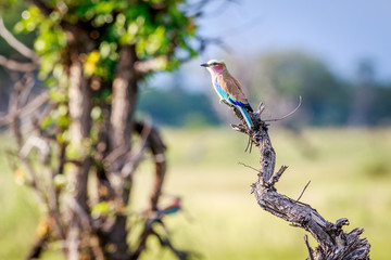 Lilac-breasted roller on a branch.