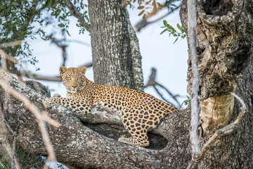 Leopard laying in a tree.