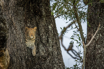 Leopard in a tree in the Okavango delta.