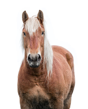  Norwegian Horse On White Background